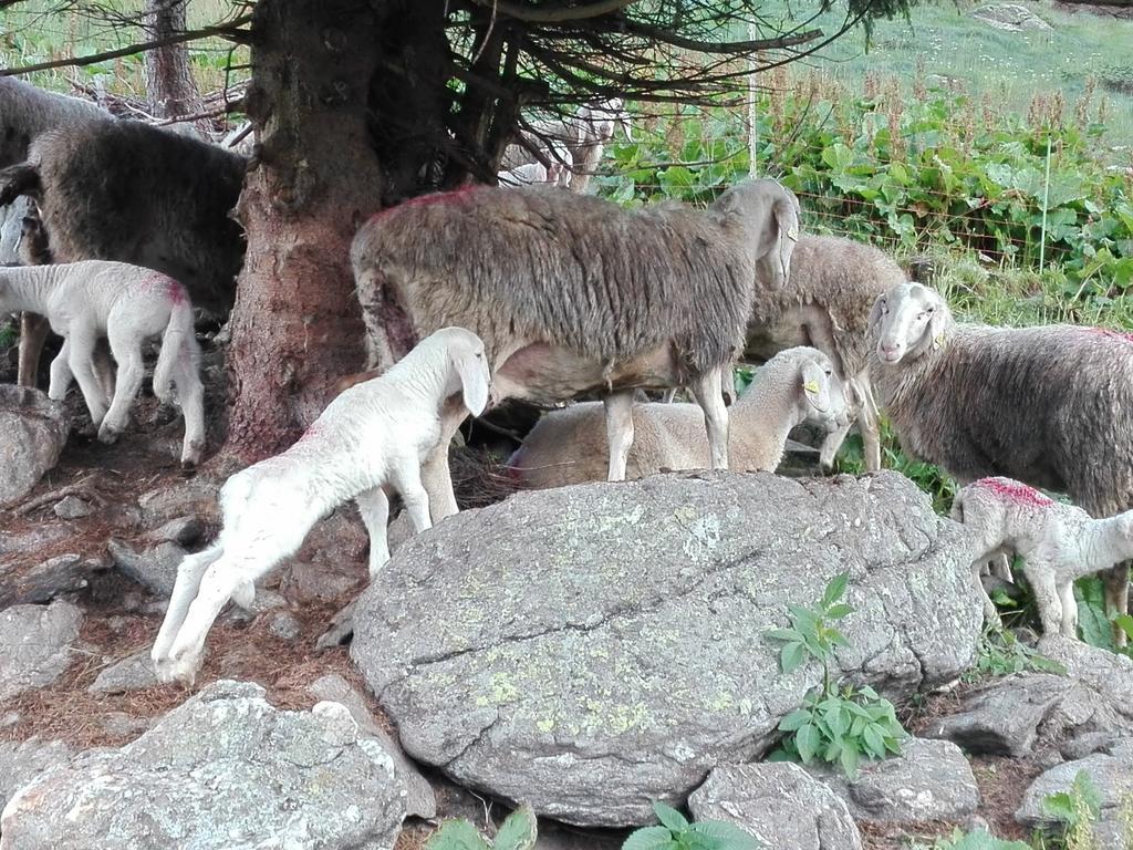 לינה וארוחת בוקר Breguzzo Agritur Cornasest מראה חיצוני תמונה